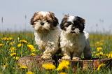 SHIH TZU 282